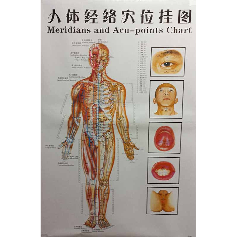 Meridians & Acu-Points Chart Set Of 7