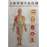 Meridians & Acu-Points Chart Set Of 7