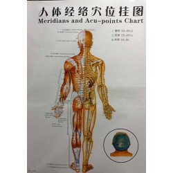 Body (Back)Meridians &...