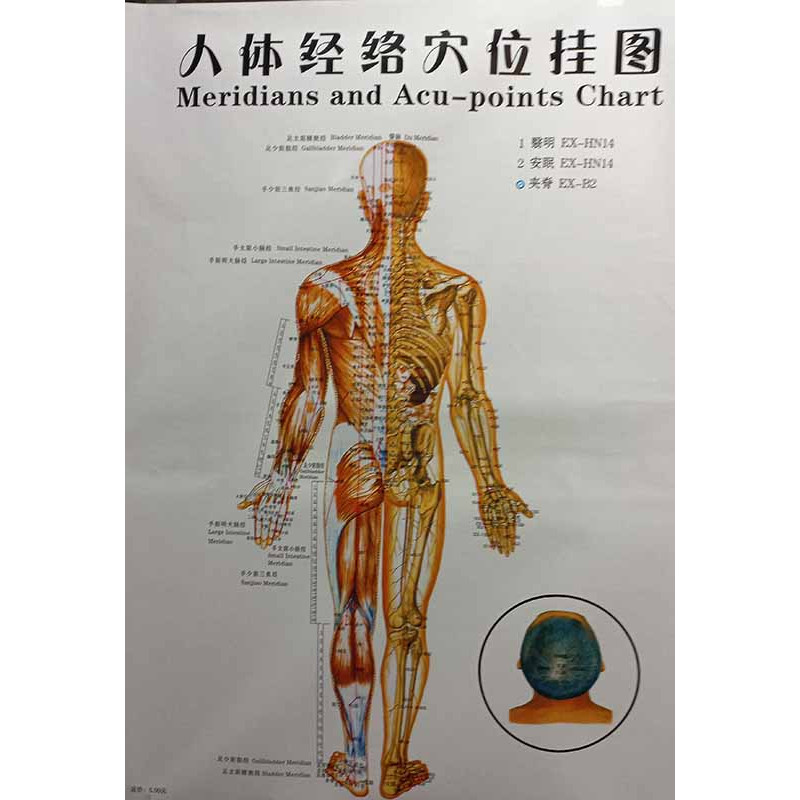 Body (Back)Meridians & Acu-Points Chart