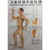 Body (Side) Meridians & Acu-Points Chart